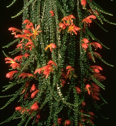 columnea goldfish plant. SMALL LEAVED GOLDFISH PLANT-