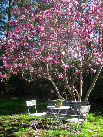 magnolia tree. Magnolia Tree