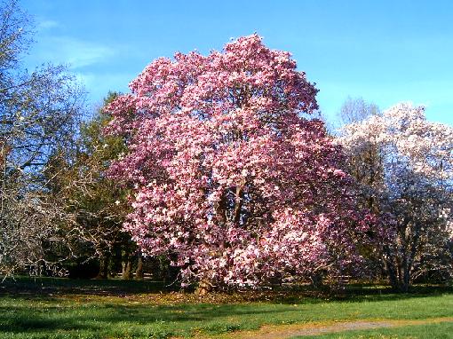southern magnolia tree flower. Moisture: Moist Soil Flower